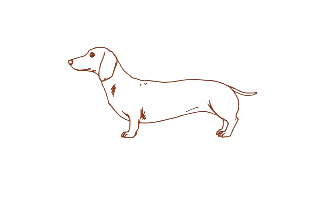 Line illustration of a dachshund with chest, neck and back measurement points marked